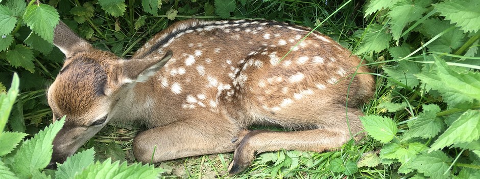 Faon cerf burkhalter 2.JPG