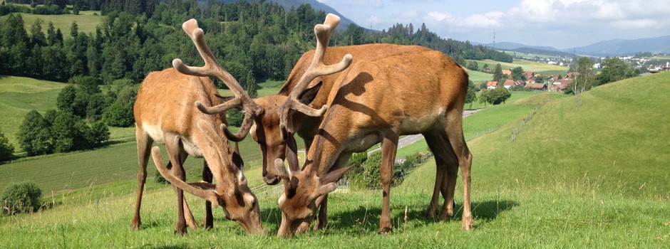 Troupeau cerf burkhalter 4.JPG