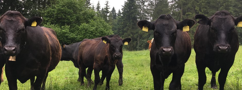 Vaches mères burkhalter 2.JPG
