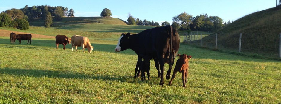 Vaches mères burkhalter 3.JPG
