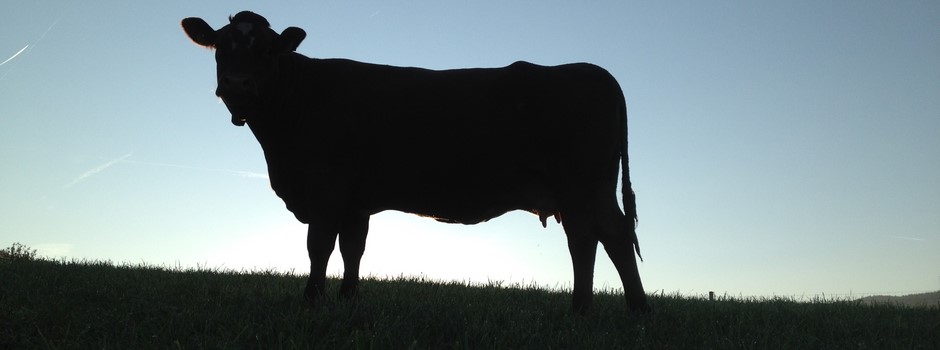 Vaches mères burkhalter 4.JPG