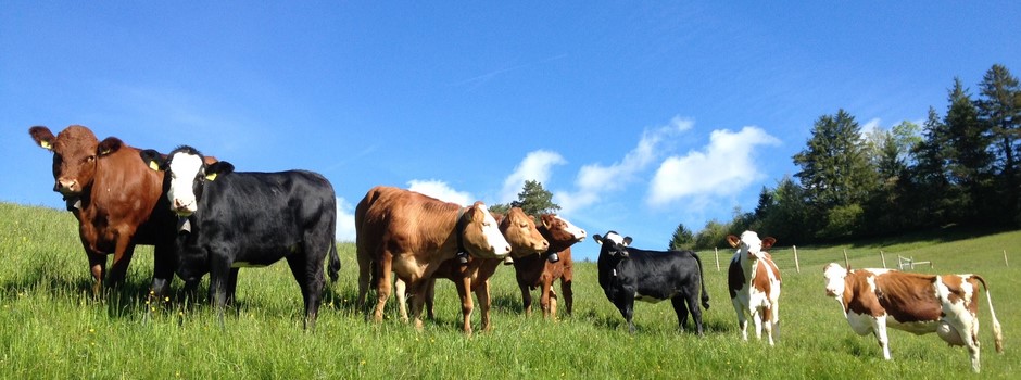 Vaches mères burkhalter.JPG